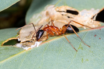 A Banded Sugar Ant eating manna on a leaf