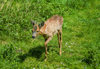 a deer walking on the grass