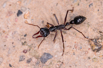 Bull Ant (Myrmecia pyriformis)