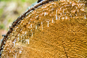 drops of resin flow from a cut log