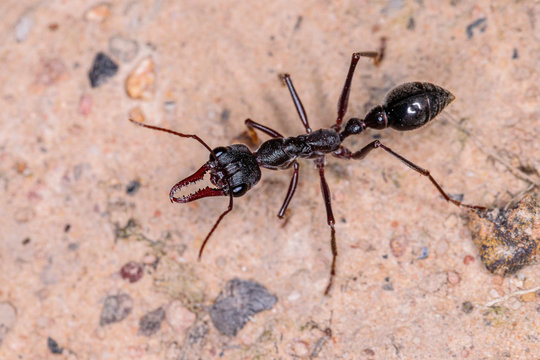 Bull Ant (Myrmecia pyriformis)
