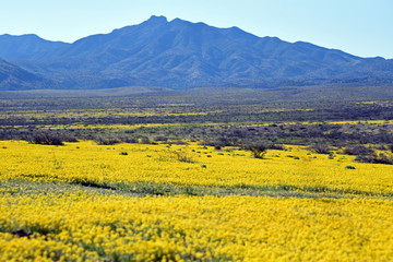 Yellow flowers in the spring in southern Arizona