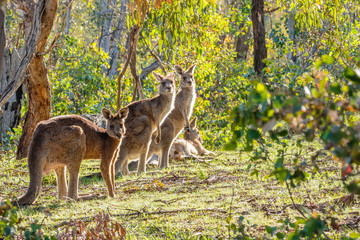 Eastern Grey Kangaroos