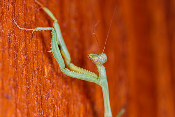 False Garden Mantis on a wooden fly screen