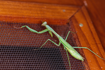 False Garden Mantis on a wooden fly screen