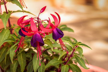 Purple Fuchsia Flowers