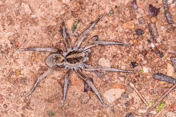 Garden Wolf Spider female on the prowl