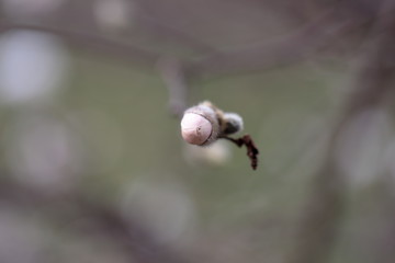 White Magnolia flowers in spring season.