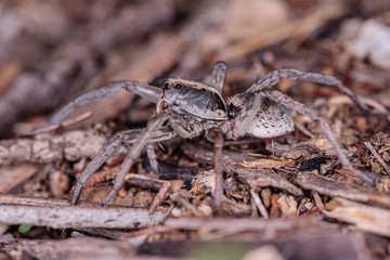 Garden Wolf Spider female on the prowl