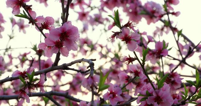 Pink peach blossoms in the spring garden,peach blossoms swaying in the wind at sunset.