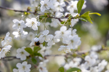 Blooming cherry. Spring concept. Bumblebee on white flowers.