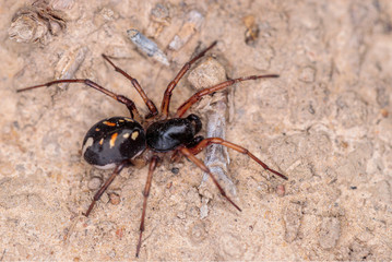 Unidentified Ant spider or Spotted ground spider