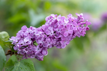 Lilac. Flowering branch of lilac close-up. First flowers. Spring card.