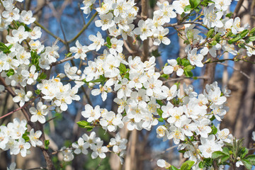 Background with white flowers of bird cherry
