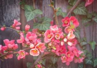 Background with blurry Chaenomeles flowers