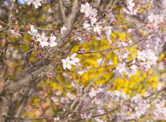 Several flowers on a sprig of cherry