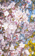 Inflorescence of cherry flowers on a twig