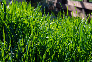 Obraz premium Juicy green grass in the sunlight close up
