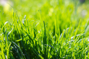 Juicy green grass in the sunlight close up