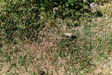 The remnants of a cigarette filter discarded in the grass