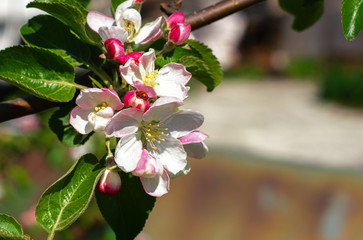 Flowers on an Apple tree branch in bright sunlight