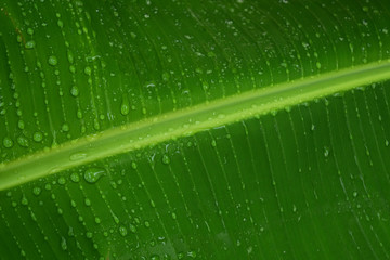 the water drops on the banana leaves.