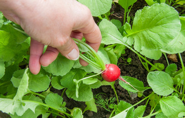 Organic vegetables.Women picking fresh radish in garden. Greenhouse crop.