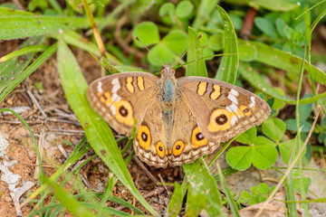 Obraz premium Meadow Argus Butterfly resting on the ground