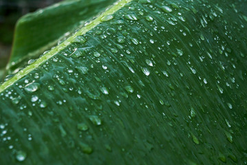 the water drops on the banana leaves.