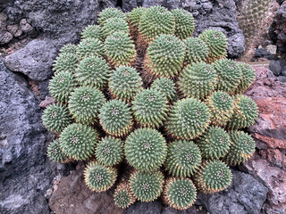 cactus in the desert
