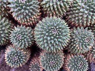 close up of a dragon fruit