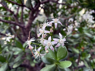 white flowers in the garden
