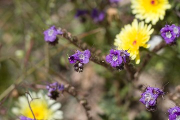 Dark purple blossoms on the annual Notch Leaf Scorpionweed, Phacelia Crenulata, Boraginaceae, native annual on the outskirts of Twentynine Palms, Southern Mojave Desert, Springtime.
