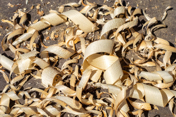 Texture of wood shavings. Wood shavings close up
