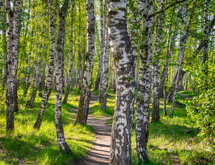 Path in the birch forest. Bright and fabulous birch forest in the sun