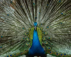 Fotobehang Beautiful peacock with spread wings. Zoo, tropical reserve © romaset