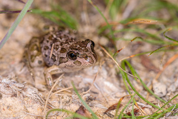 Spotted Grass Frog juvenile exploring on land