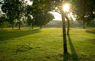 Beautiful green park with trees. Sun rays and flares.