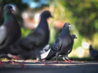 Pigeons 