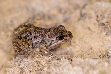 Spotted Grass Frog juvenile exploring on land