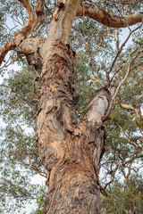 Fototapeta premium Patterns on a Yellow Box eucalyptus