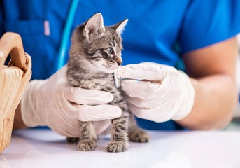 Vet doctor examining kittens in animal hospital