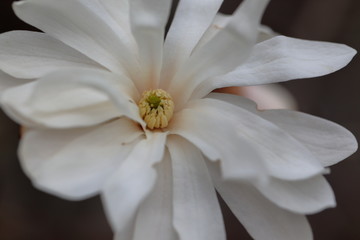 Fototapeta na wymiar White Magnolia flowers in spring season.