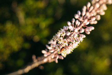 A view of beautiful flowers in the garden. Arounded by grass. Park. Soft focus