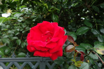 屋外に咲いた赤い薔薇の花