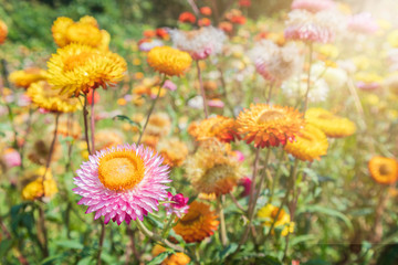 Bloomimg straw flower, helichrysam or everlasting in the garden with blur background near Phu Hin Rong Kla national park, phitsanulok thaialnd.
