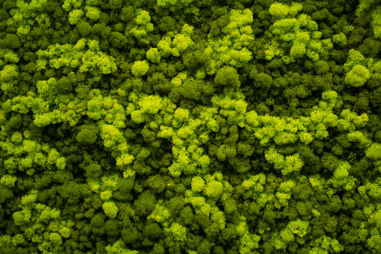 Moss wall, green wall decoration made of natural moss.