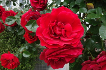 屋外に咲いた赤い薔薇の花