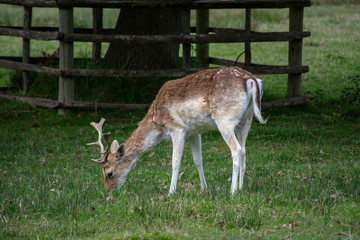 deer in the woods
