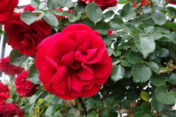 屋外に咲いた赤い薔薇の花